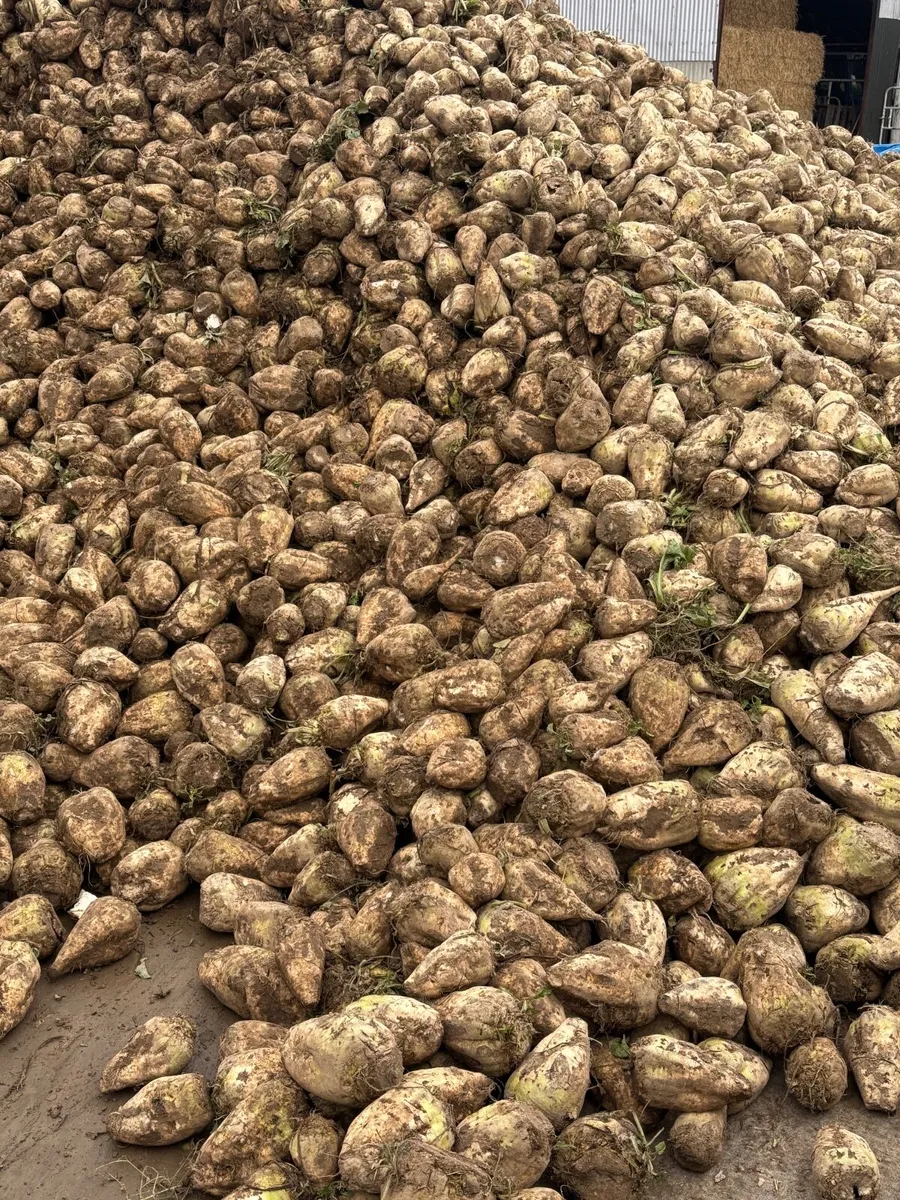 Beet and straw - Image 1
