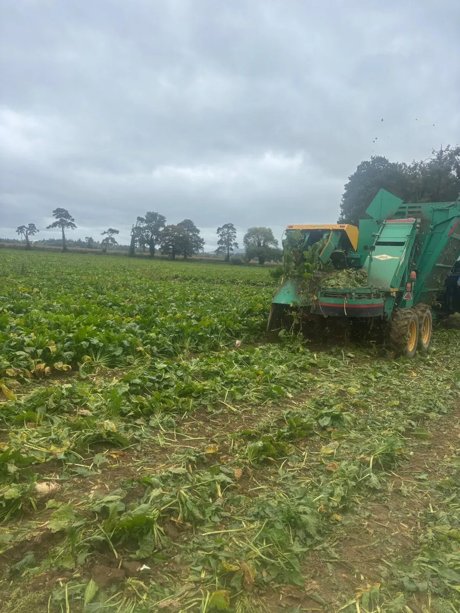 Beet and straw - Image 4