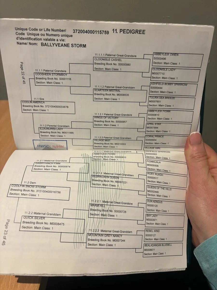 Connemara Ponies - Image 3