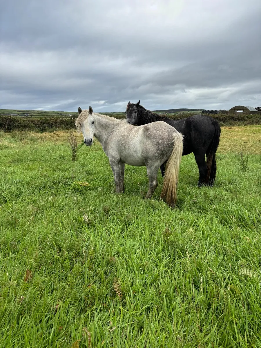 Connemara Ponies - Image 1