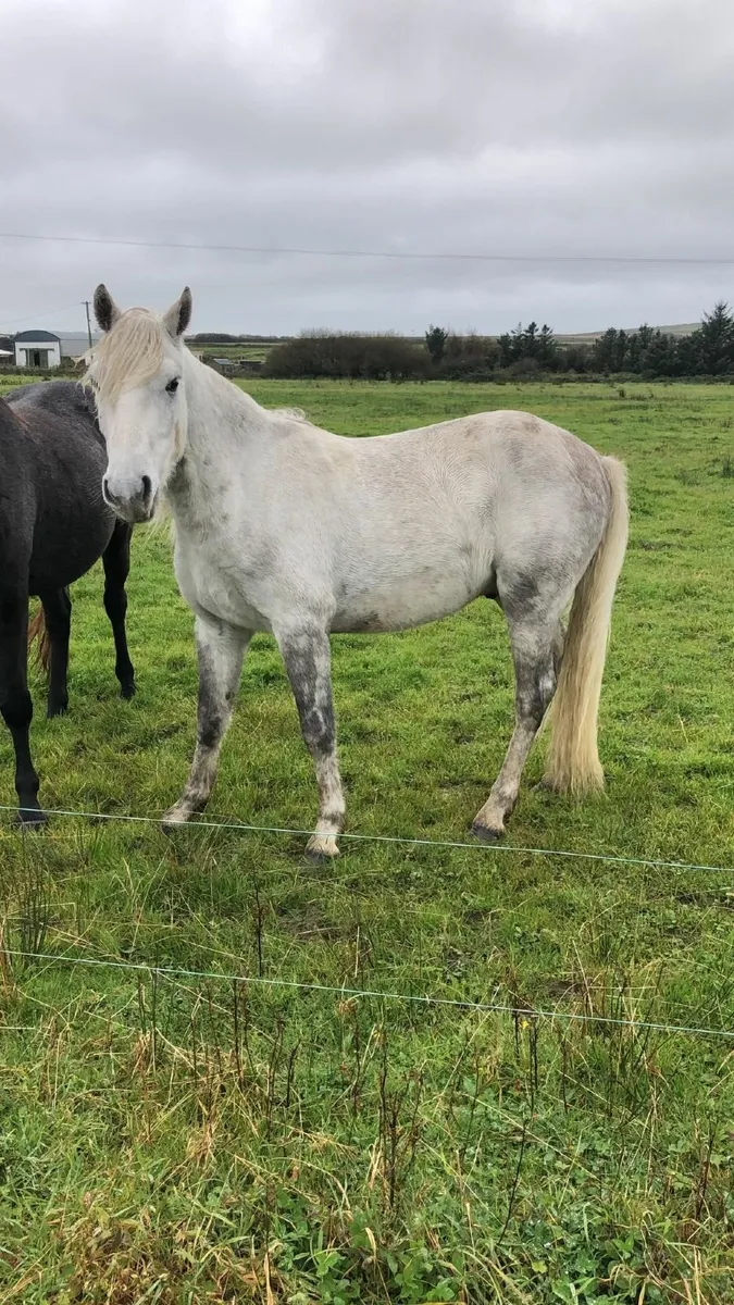 Connemara Ponies - Image 2