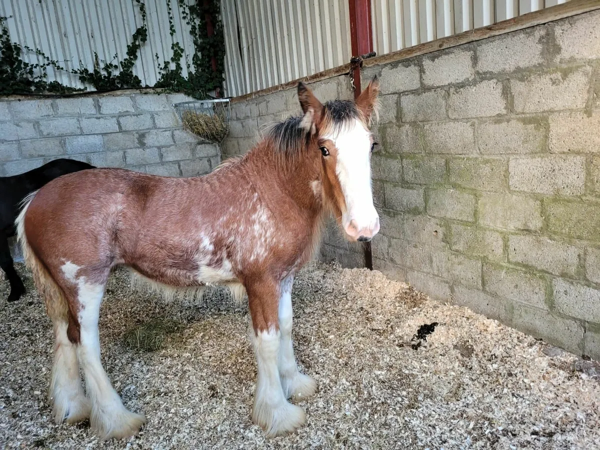 Clydesdale Filly Foal - Image 1