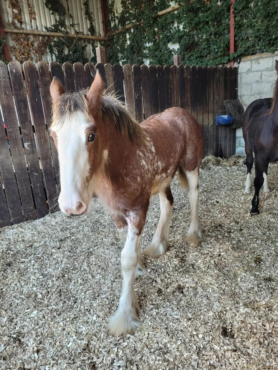 Clydesdale Filly Foal - Image 2