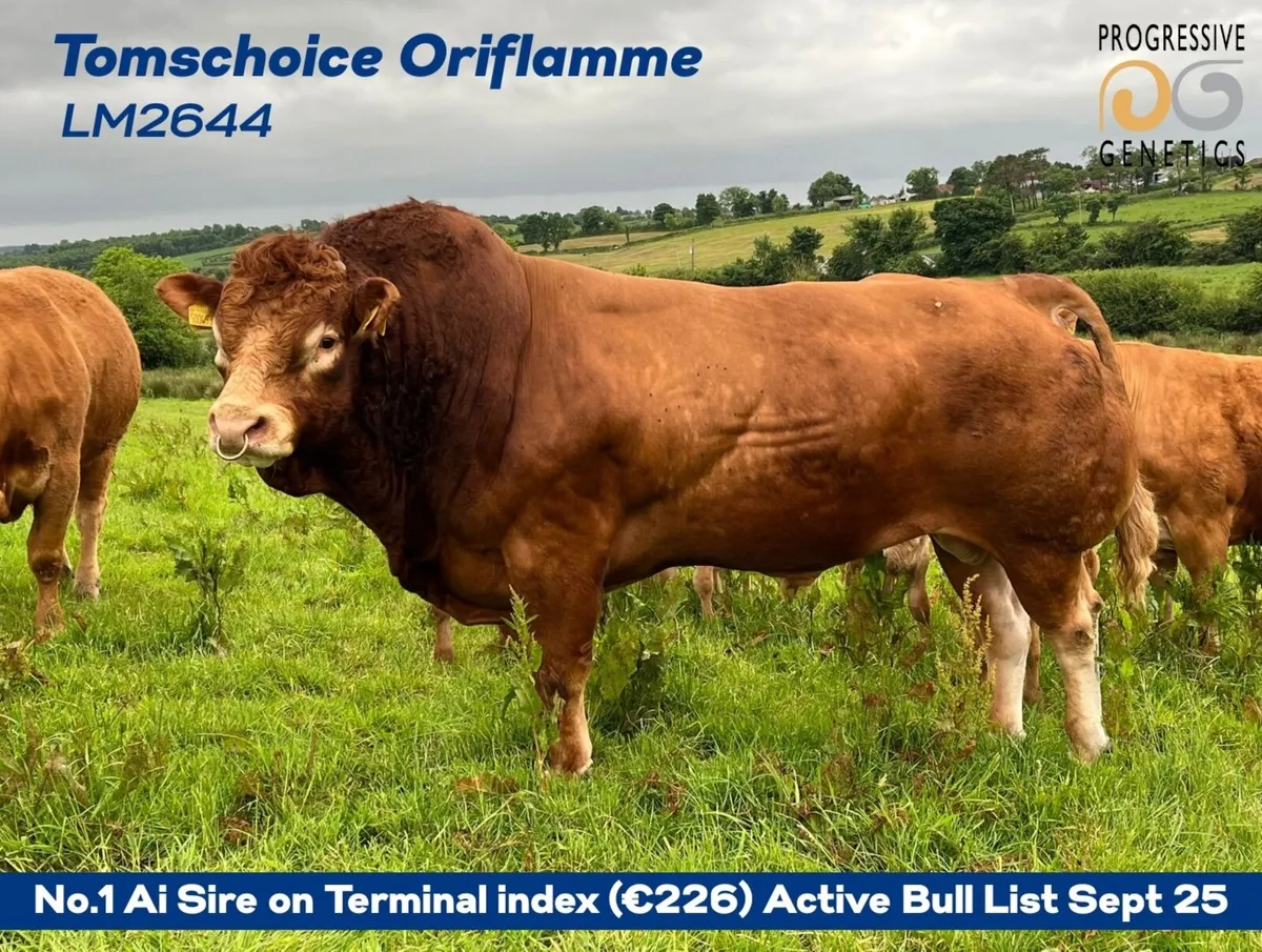 Tomschoice Oriflamme semen straws - Image 2