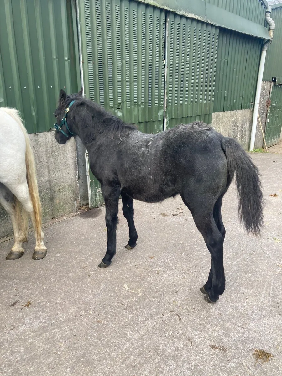 Connemara Filly - Image 4