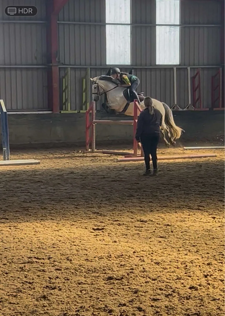 Moose : 14.1hh 6 yr old dun Connemara gelding - Image 1