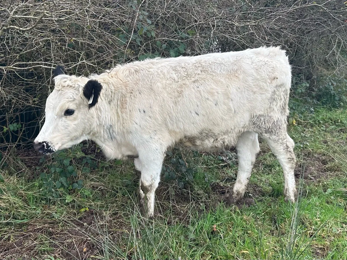 Droimeann Cattle - Image 3