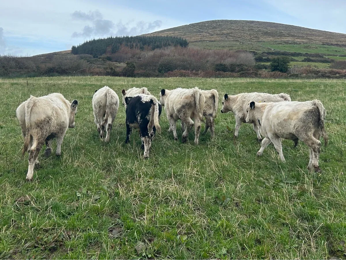 Droimeann Cattle - Image 4