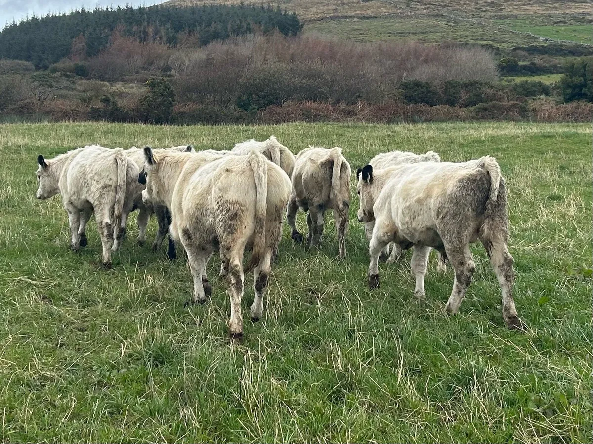 Droimeann Cattle - Image 2