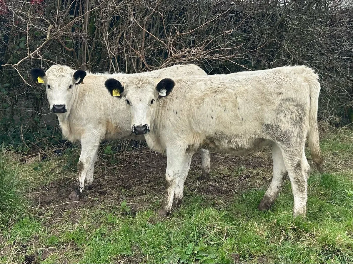 Droimeann Cattle - Image 2