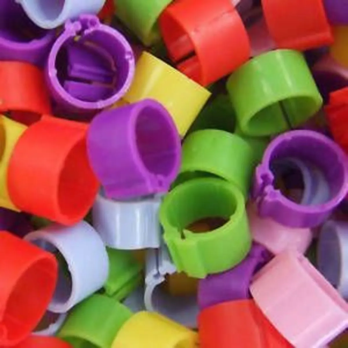 Leg Rings & Wing Tags for Poultry - Image 3