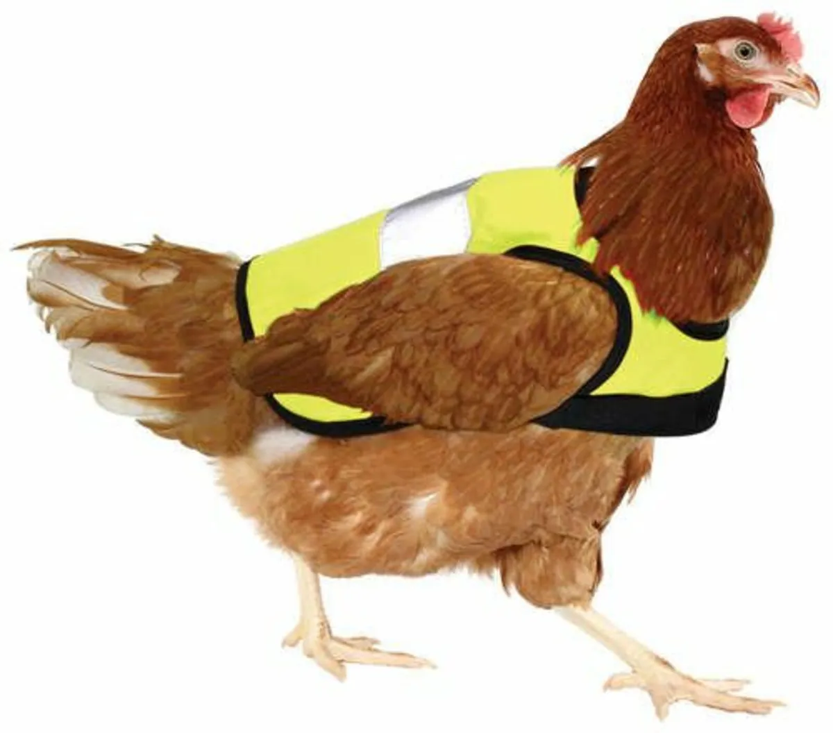 Hi Viz Jackets & Leads for Chickens &  Swings - Image 1
