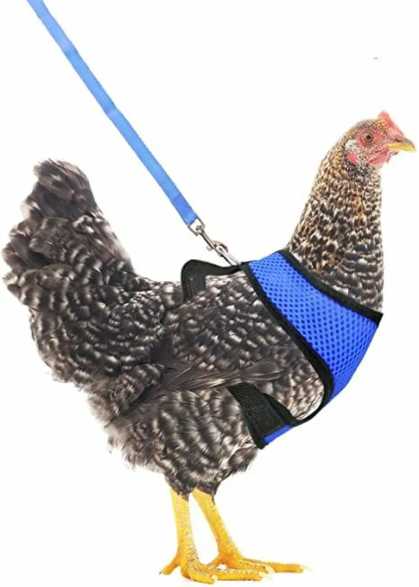 Hi Viz Jackets & Leads for Chickens &  Swings - Image 2