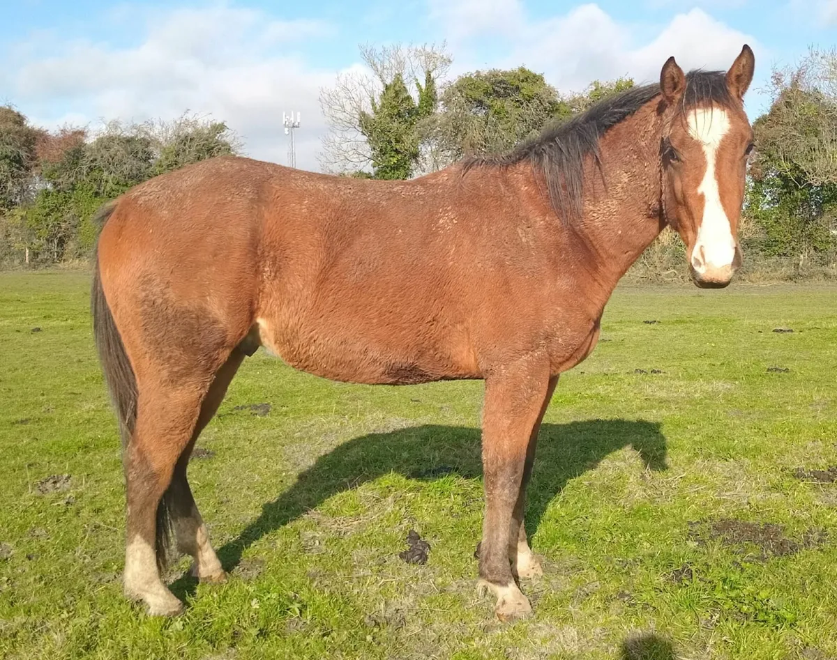 3yo sport horse - Image 1