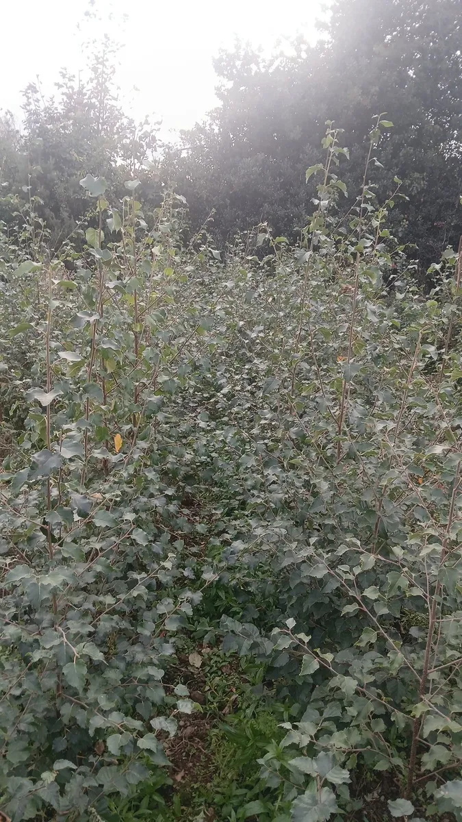 Native Birch trees 5-6 foot €10 - Image 3