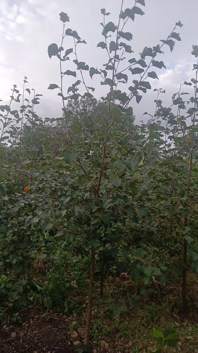 Native Birch trees 5-6 foot €10 - Image 4