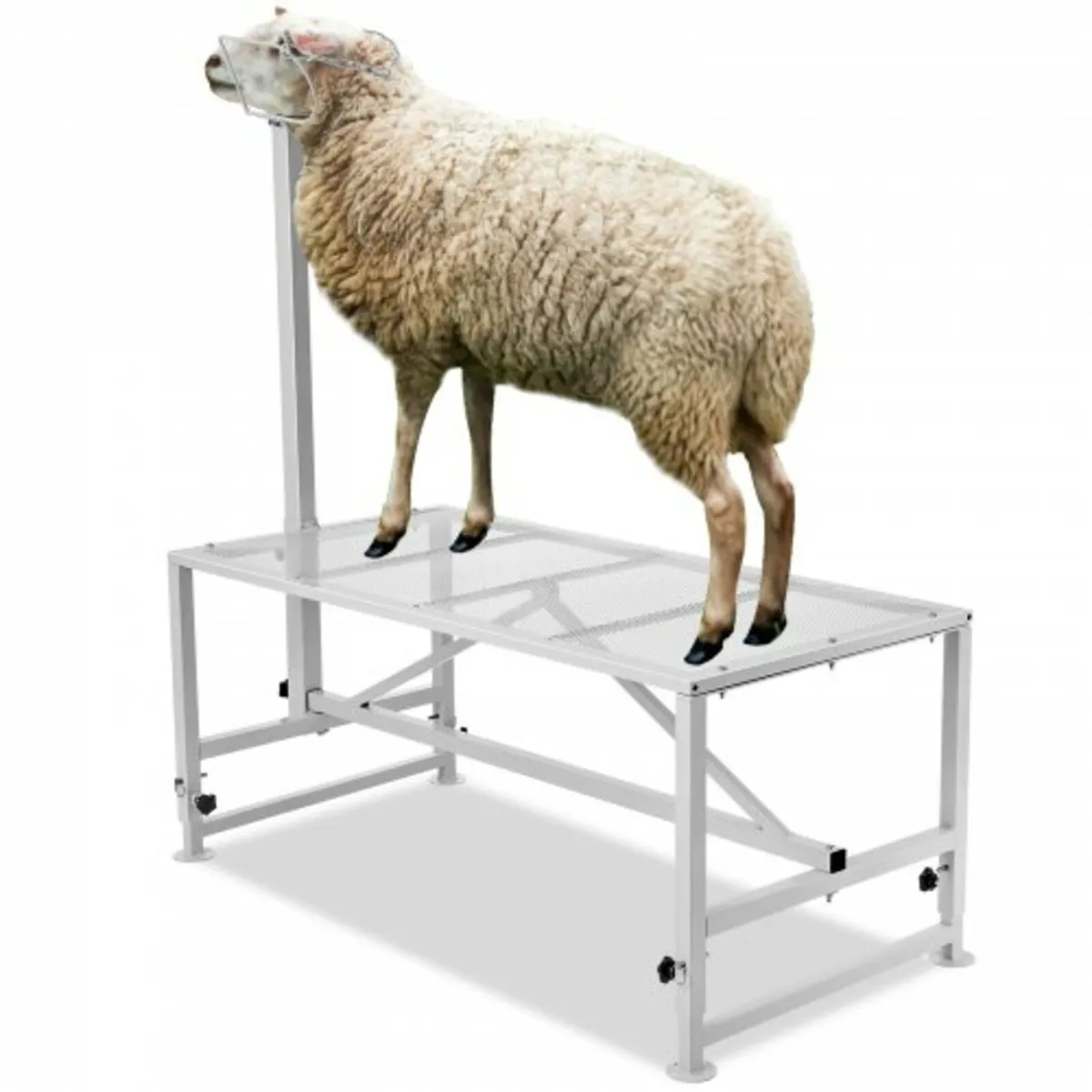 Goat & Sheep Stand, 51x23 inch Livestock Stand, Me - Image 1