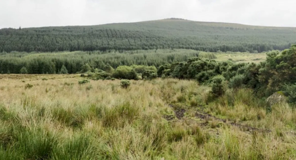 Field, Forest or Derelict Site - Image 1