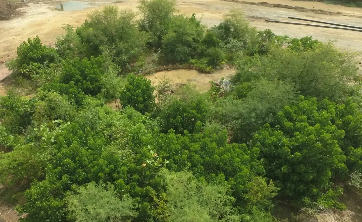 Field, Forest or Derelict Site - Image 2