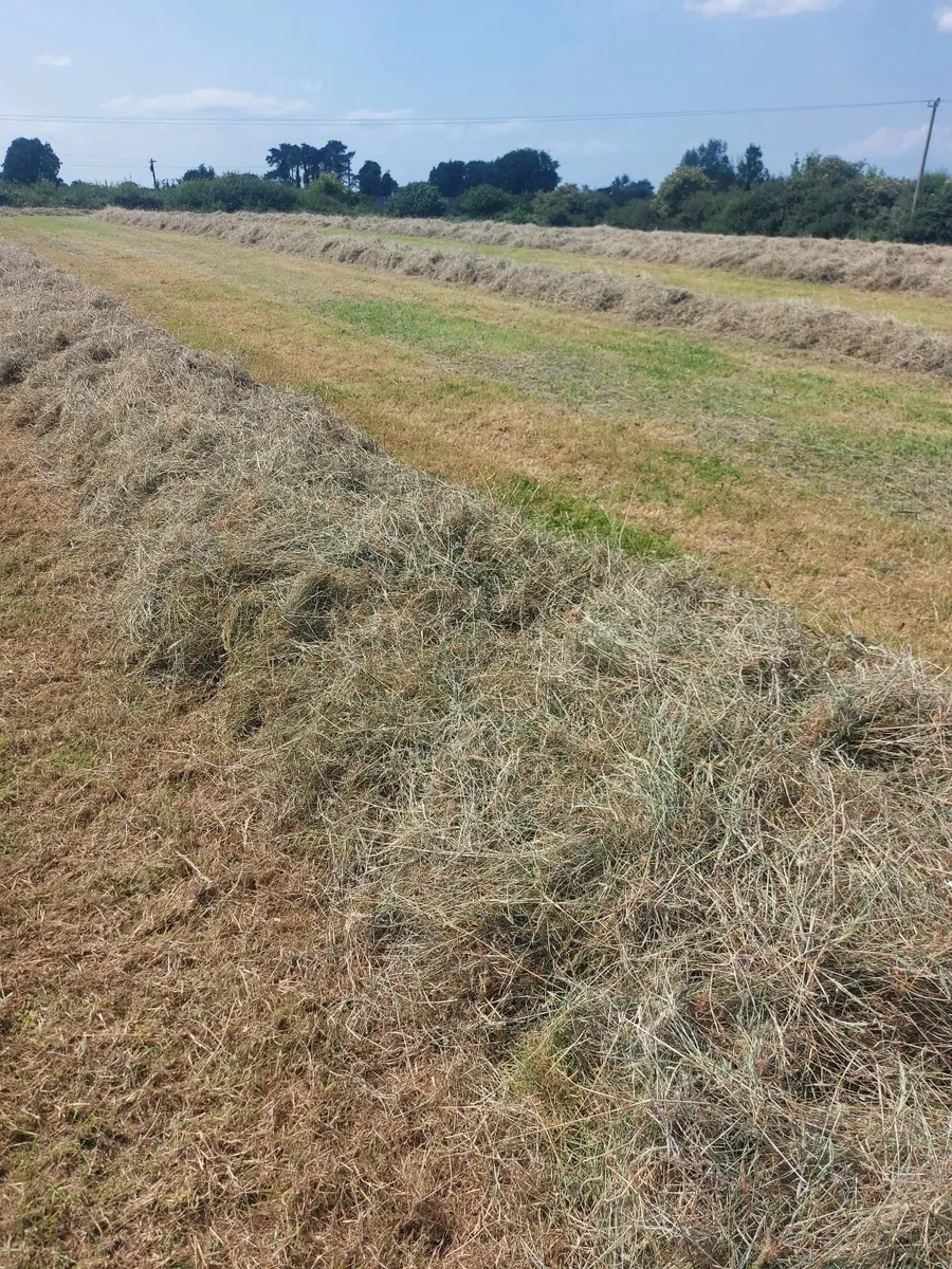 Silage for sale - Image 2