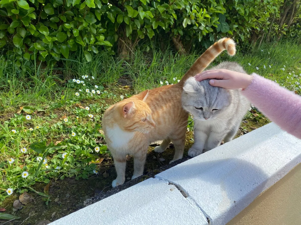 Ginger female cat free to good home - Image 2