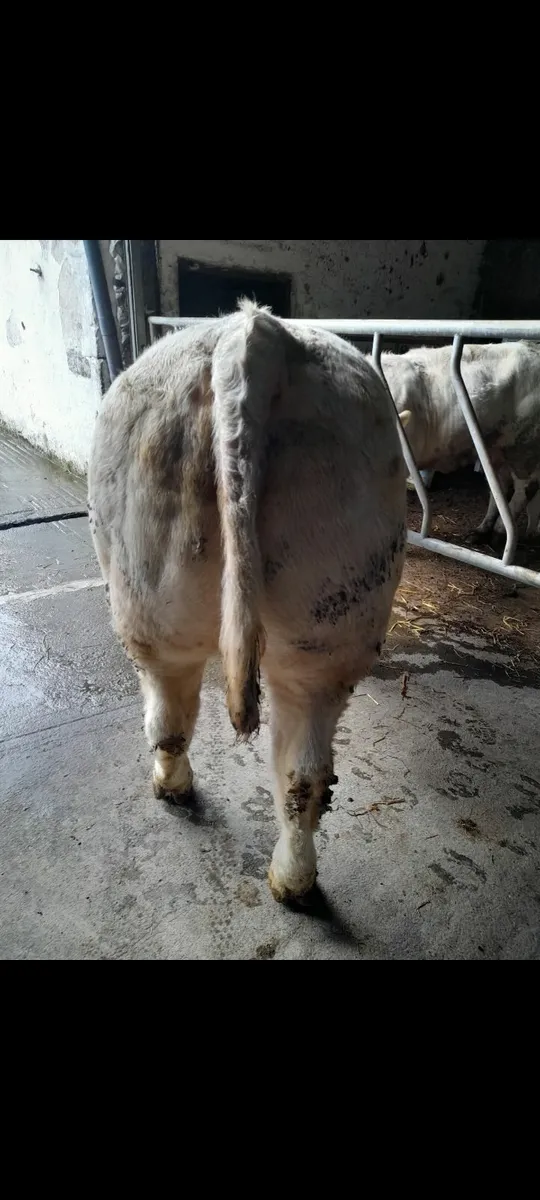 Pedegree 5 Star Charolais Bulls - Image 4