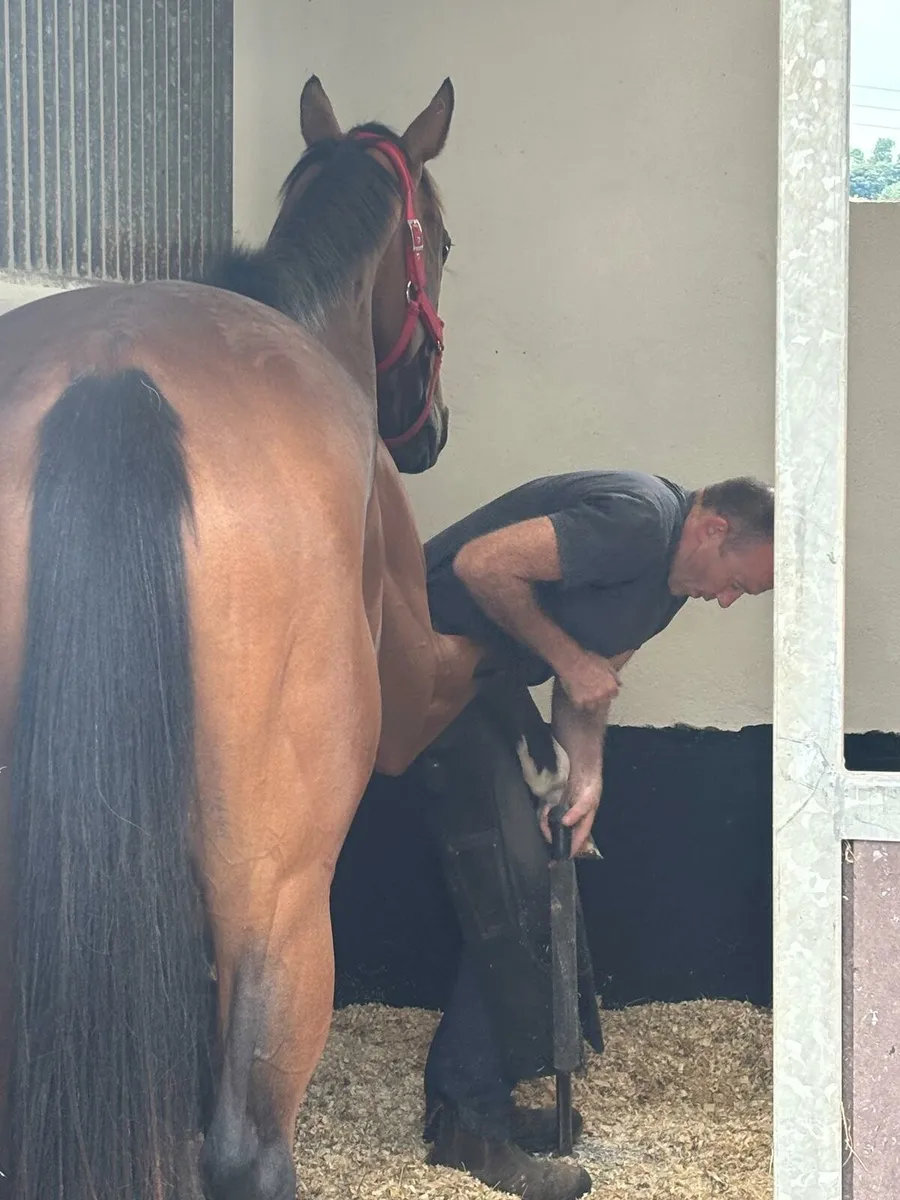 Thoroughbred Mare - Image 2