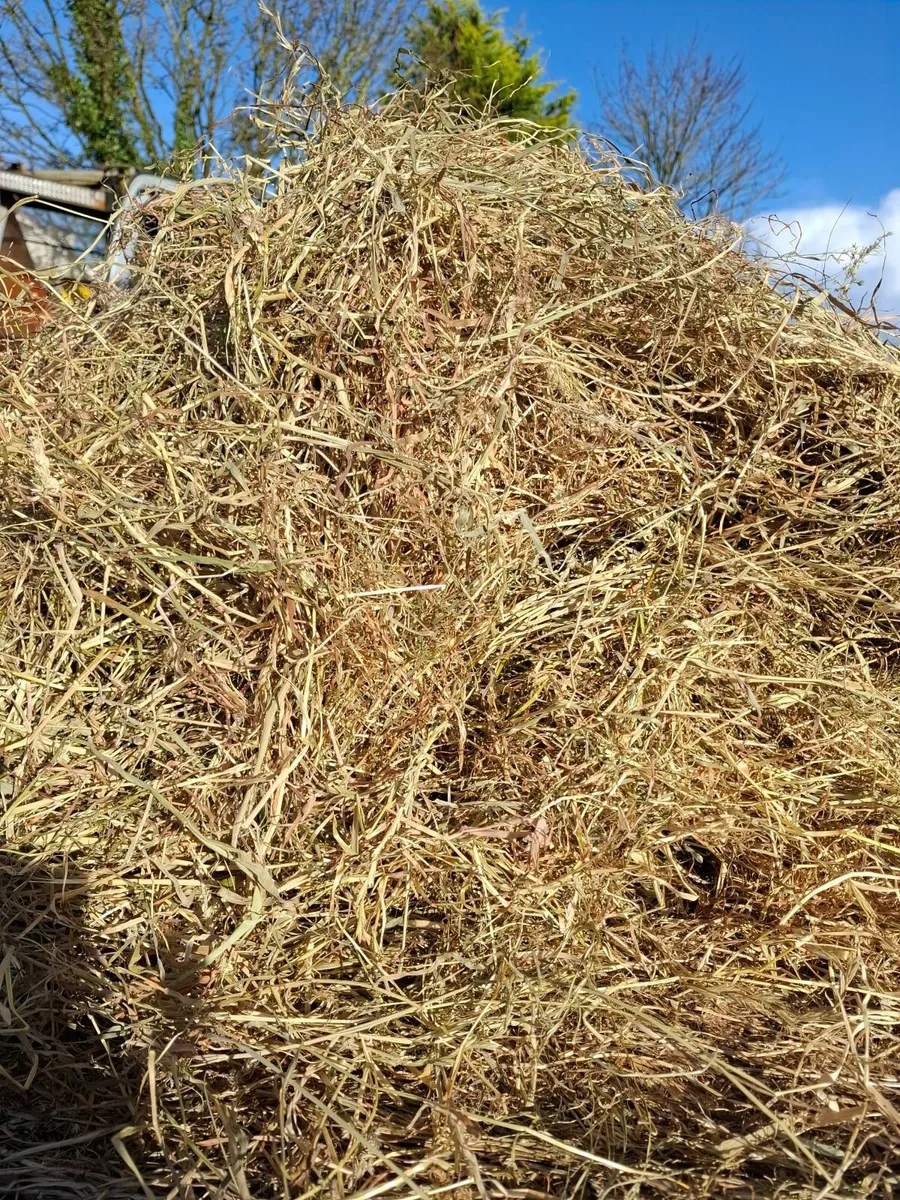 June 2025 cattle and sheep hay good quality - Image 1