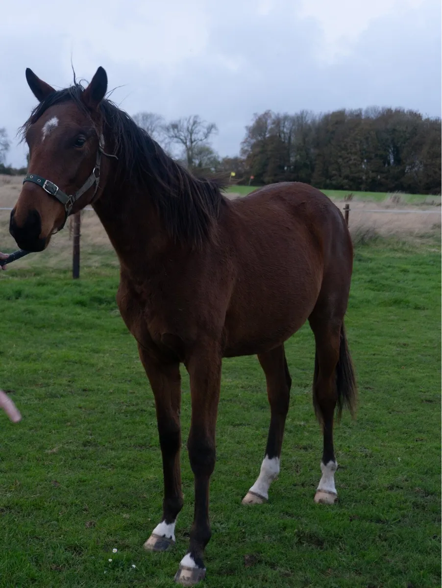 TB 2 Year Old - Image 2