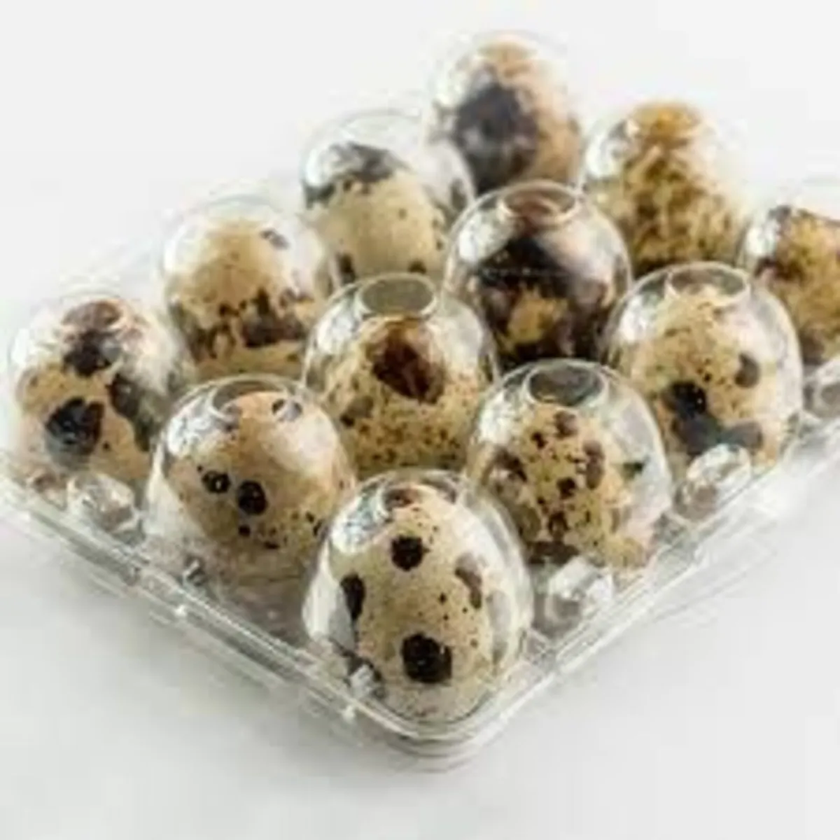 Quail Egg Boxes - www.maceoinltd.com - Image 1