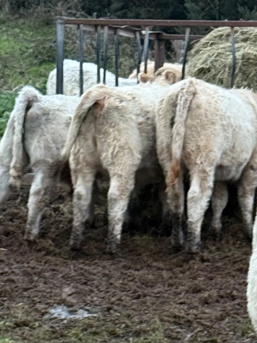 Organic weanlings - Image 1