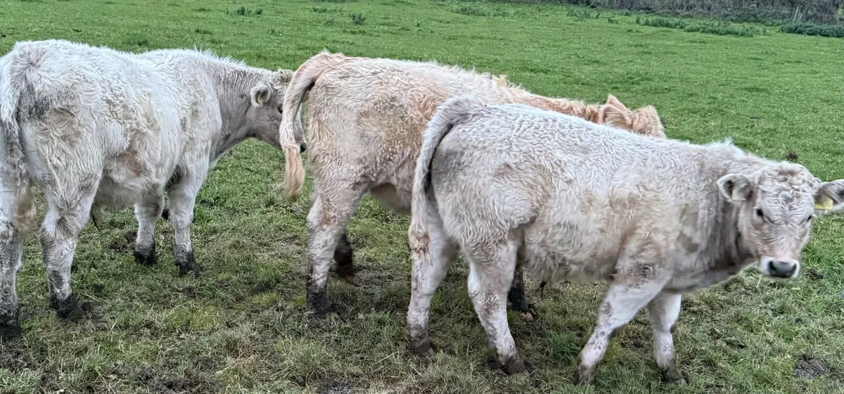 Organic weanlings - Image 4