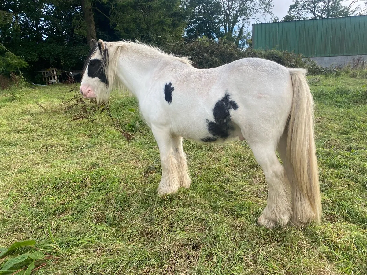 5yr old cob gelding - Image 1