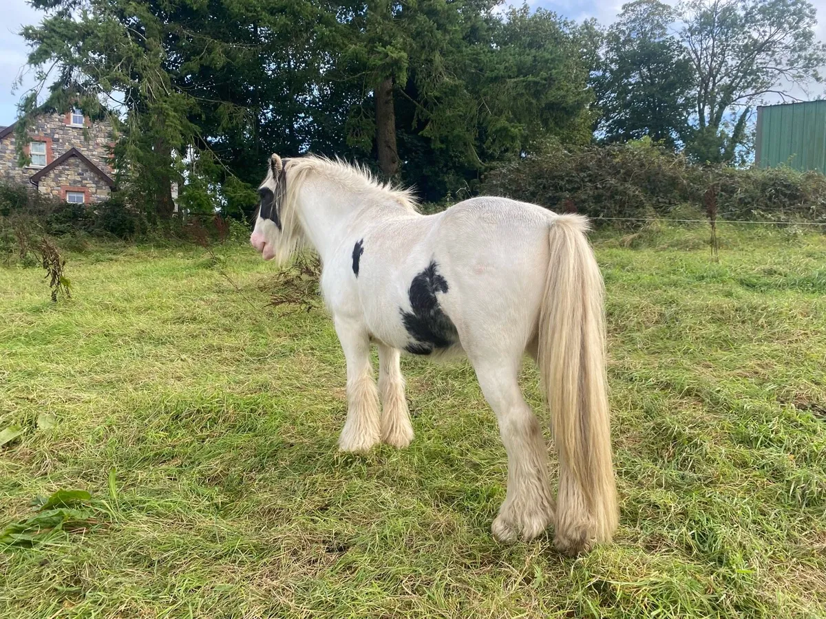 5yr old cob gelding - Image 2