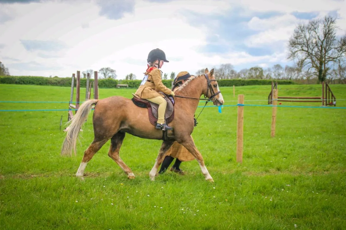 122cm Lead Rein Pony - Image 2
