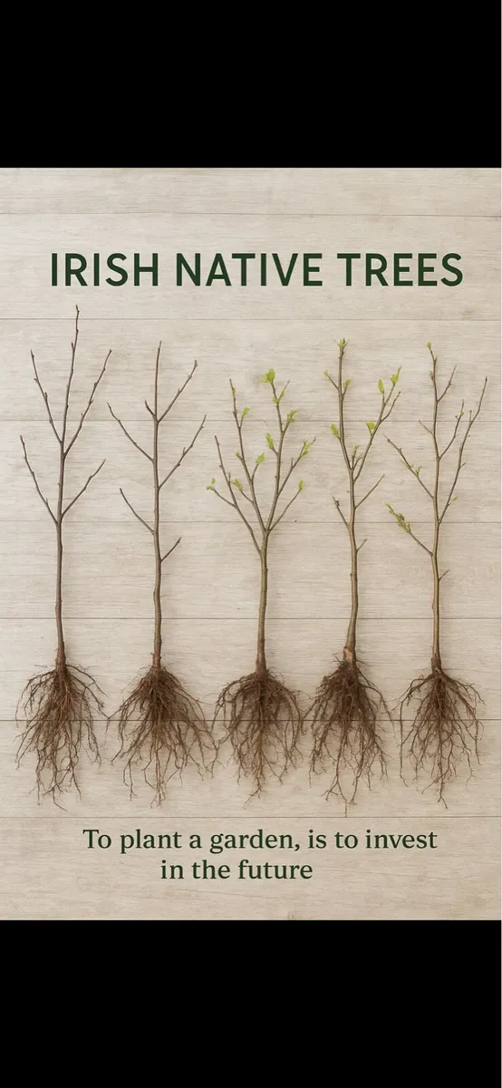 Bare Root Hedging-Beech, Oak, Birch, Hazel, Hornb - Image 3