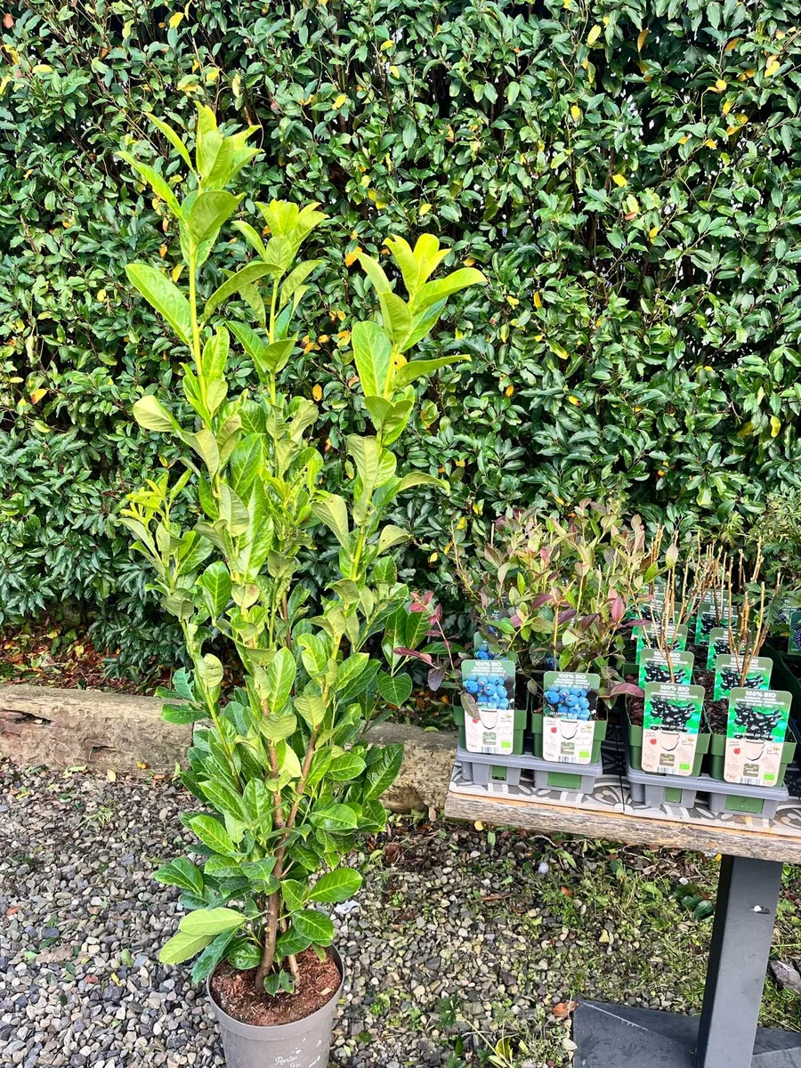 Bare Root Hedging-Beech, Oak, Birch, Hazel, Hornb - Image 4