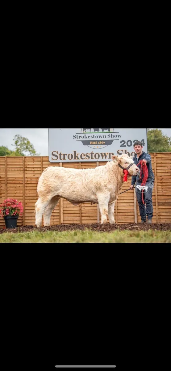 🔥Two  pedigree Charolais heifers 🔥 - Image 4
