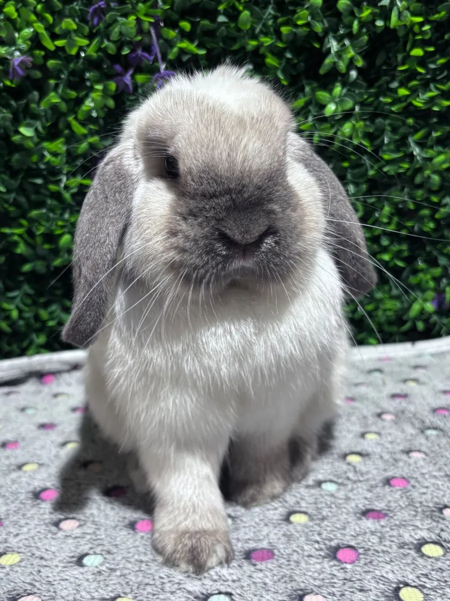Pedigree mini lops - read description - Image 4