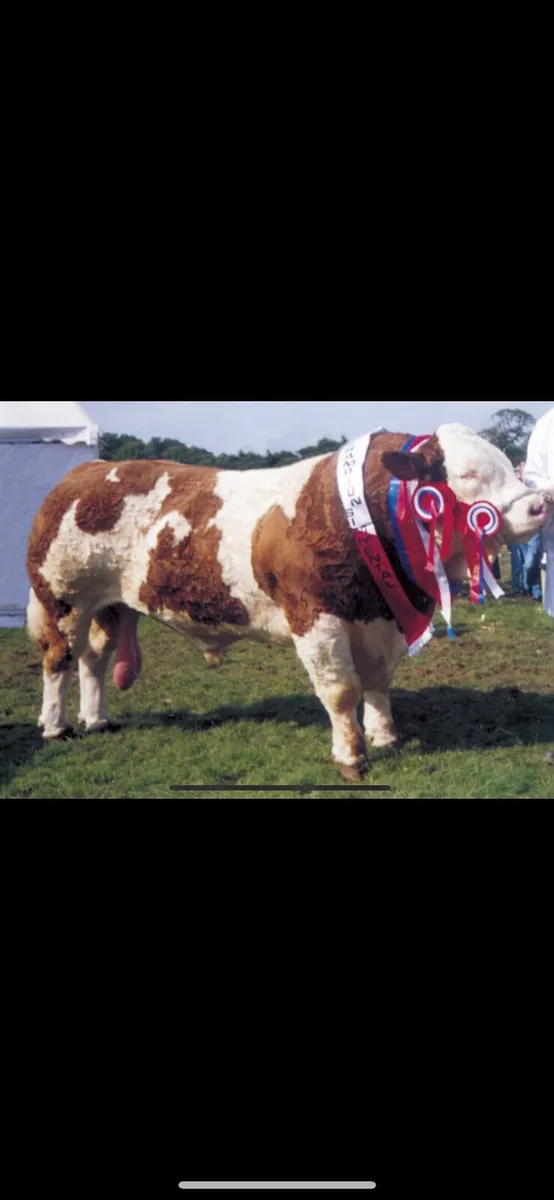 Pb Simmental embryos - Image 1