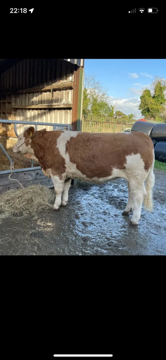 Pb Simmental embryos - Image 3