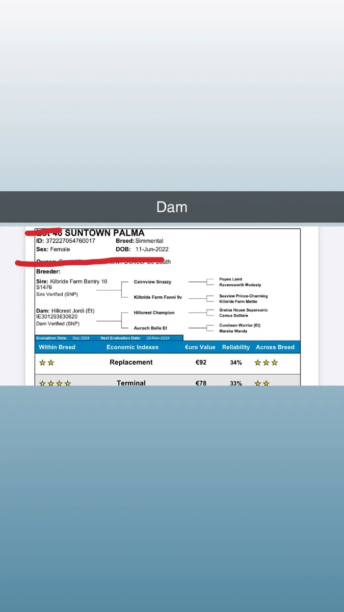 Pb Simmental embryos - Image 4