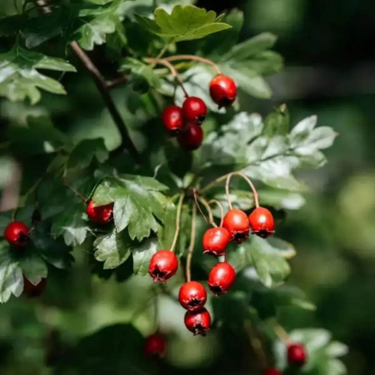 Whitethorn (Hawthorn) – ACRES Scheme Approved - Image 4