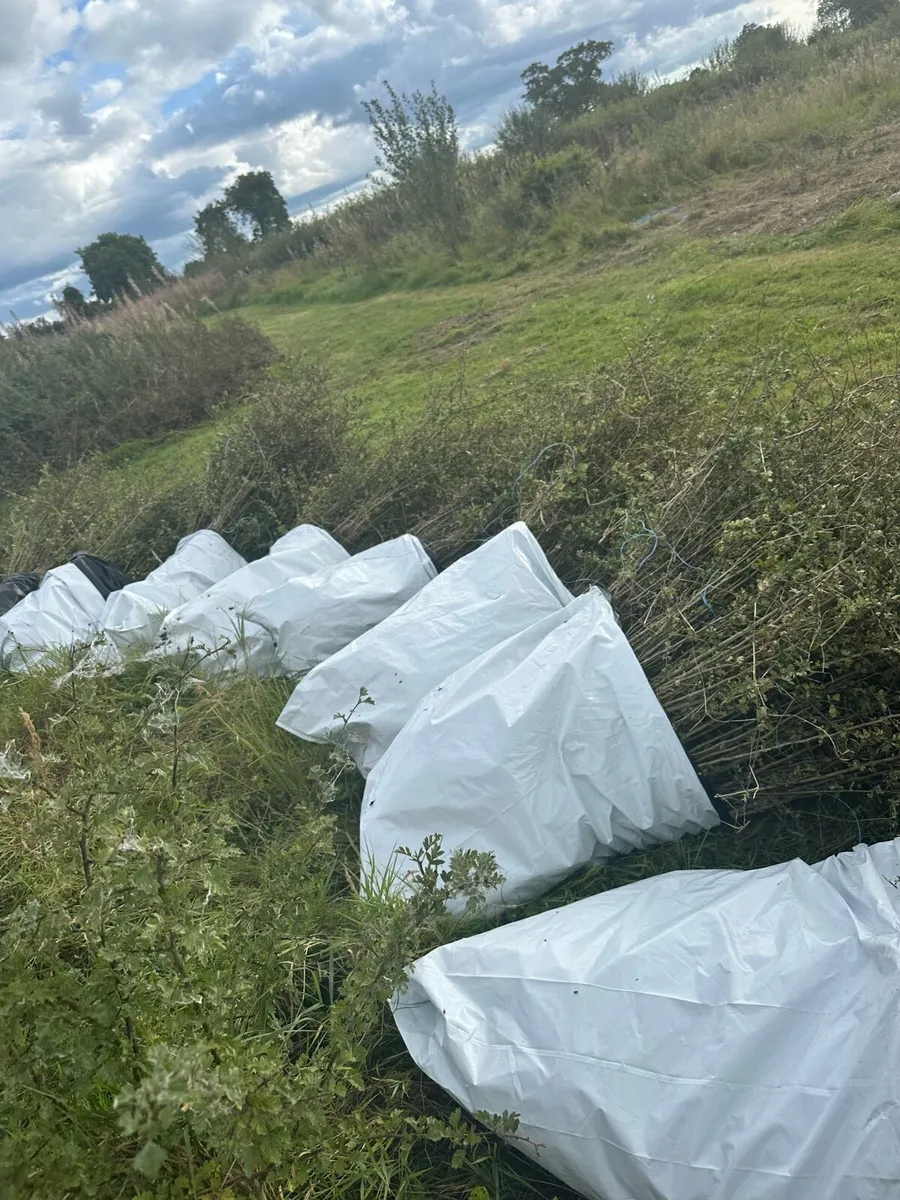 🇮🇪Whitethorn hedging dept reg supplier🇮🇪 - Image 2