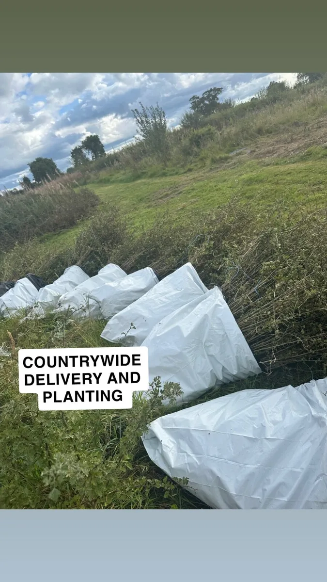 🇮🇪Whitethorn hedging dept reg supplier🇮🇪 - Image 1