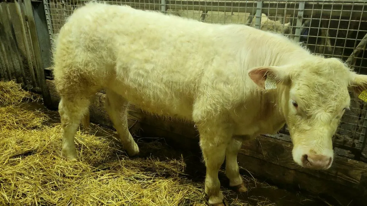 ***** PBD CH Heifer***** - Image 3