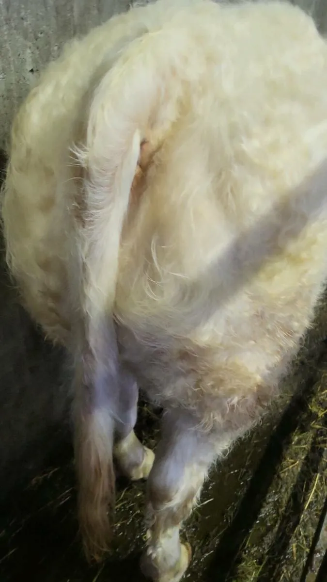 ***** PBD CH Heifer***** - Image 2