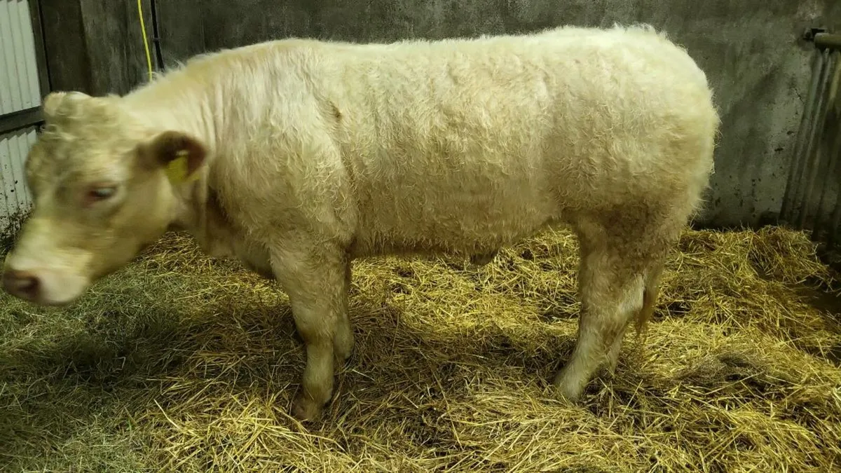 ***** Purebred  Ch Heifer***** - Image 4