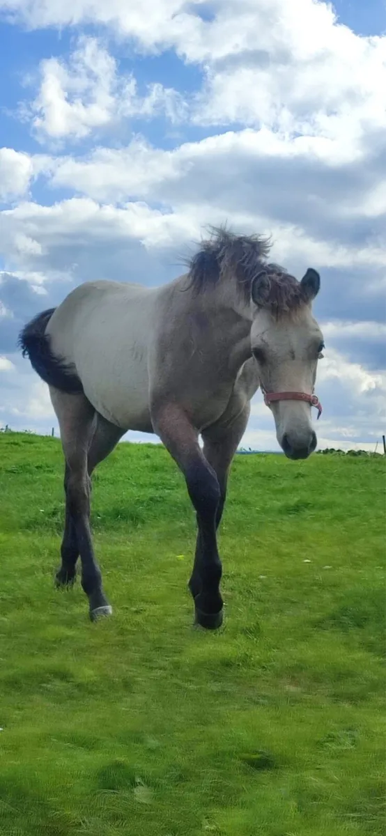 Connemara colt - Image 2