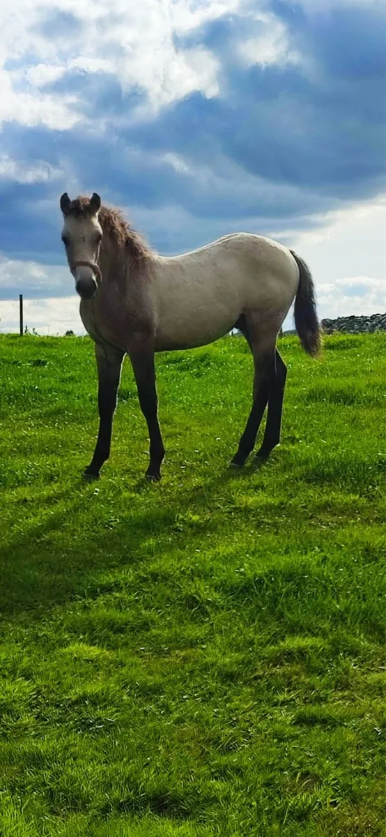 Connemara colt - Image 1